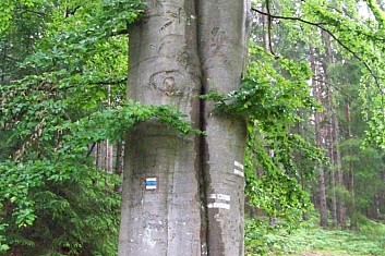 Čtyřčata