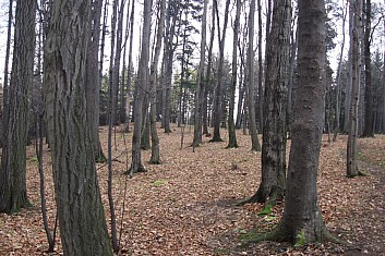 Listopad na Puntíku (VČ)