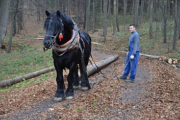 Lesní pracanti (IČ)