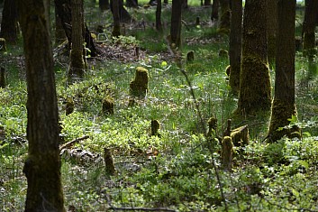 Sraz lesních skřítků (IČ)