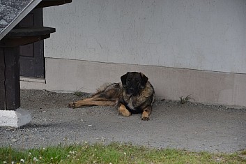 Náš společník nás věrně doprovázel až do cíle (IČ)