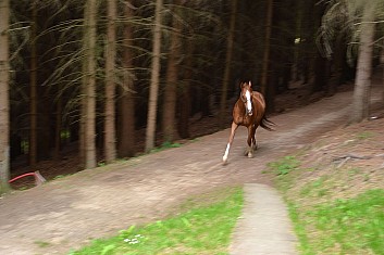 Pozor, blíží se nešťastný ztracený kůň (IČ)