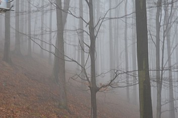 ... jedeme do tajemného lesa (IČ)