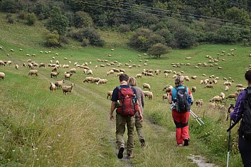 Houfem, ovečky, uhněte z cestičky (IČ)
