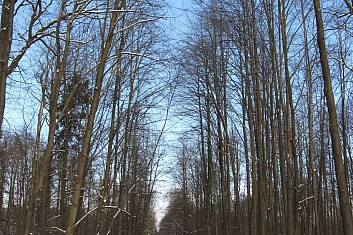Cesta na Lapač je rovná jako když střelí (VČ)