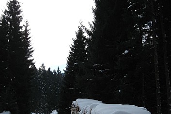 Vytěžené dřevo krásně voní (VČ)