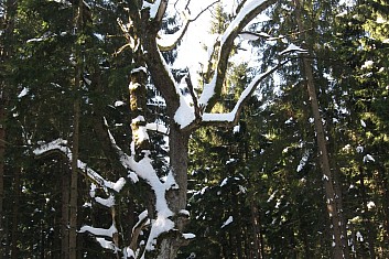 To je fešák (ten strom). Vypadá jako pocukrovaný. (VČ)