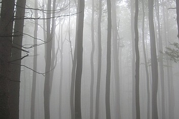 Mlžný les působí docela tajemně (VČ)