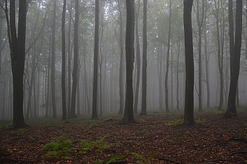 Je po dešti. Můžeme pokračovat v cestě tajemným lesem. (IČ)