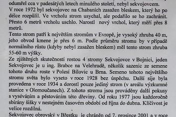 Unikátní strom v Chabaních (IČ)