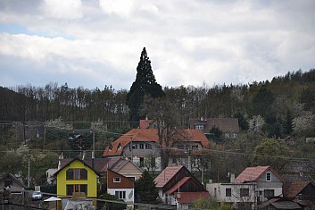 Sekvojovec je dominantou obce Chabaně (IČ)