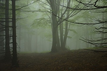 Věřte – nevěřte, byla tam zelená mlha