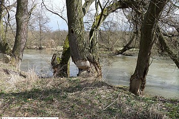 (KM)