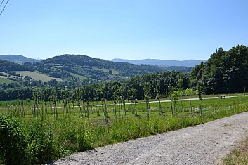 Nově osazený lesopark Skalky (IČ)