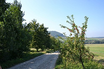 Dozrává ovoce. Švestky byly výborné. (IČ)