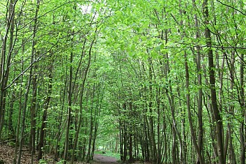 Cesta jarní zelení (VČ)