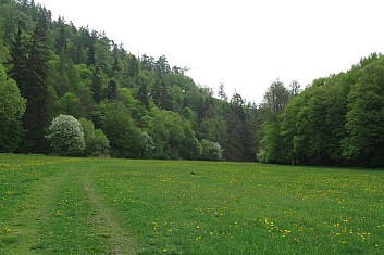 Údolní niva Zbirožského potoka (VČ)