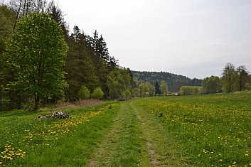 Pampelišková louka u Terezína (IČ)