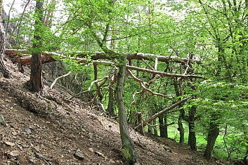 Tady je někde cesta? Není, ale vede tudy modrá značka. (VČ)