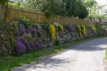 Tady rozkvetla i zeď (IČ)