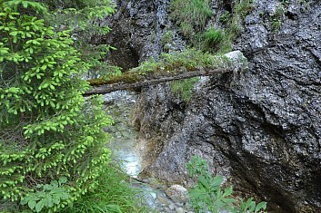 Na staré kládě malé stromečky. Nezvolily si zrovna nejlepší místo, kde zakořenit. (IČ)