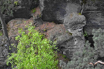 Je to lvíček? (IČ)