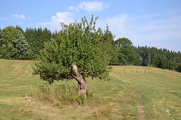 Je to jasné, jdeme správně (po červené) (IČ)