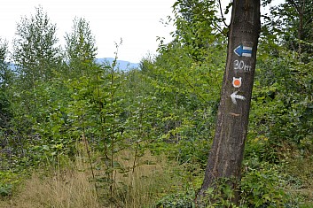 Medvědi to vezmou rovnou do křoví, turisté po 30 metrech po pěšině (IČ)