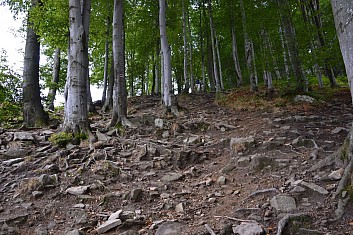 Značka nás vede přes kameny a  kořeny stále vzhůru (IČ)