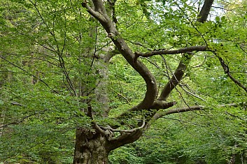 Pod bukem se přidává červená značka (IČ)