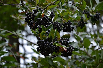Arónie (černý jeřáb) královna antioxidantů (IČ)