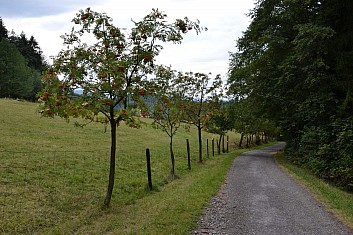 Cesta do Vendryně lemovaná jeřáby (IČ)