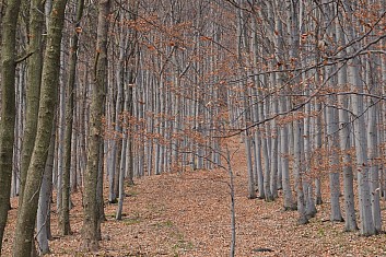 Průkopník (IČ)