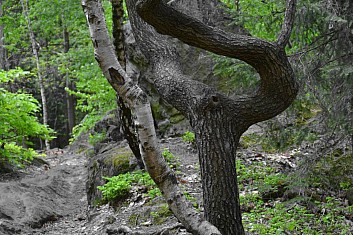 Tančící stromy (IČ)