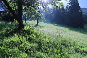 Travička zelená